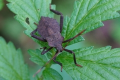 Molipteryx fuliginosa