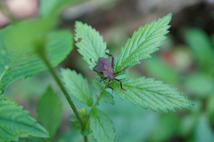 Molipteryx fuliginosa