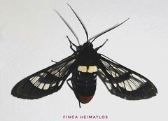 Autochloris xenodorus