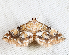 Elophila faulalis