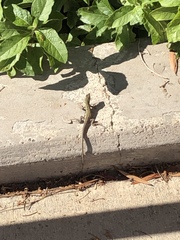 Aspidoscelis uniparens