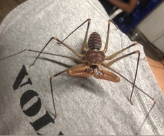 Acanthophrynus coronatus