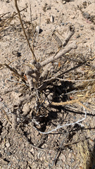 Reticulitermes tibialis