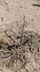 Reticulitermes tibialis