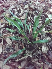 Pleopeltis marginata