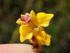 Utricularia simulans