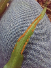 Pleopeltis marginata