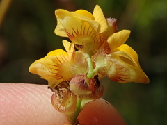 Utricularia simulans
