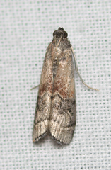Euzophera vinnulella