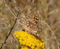 Speyeria coronis semiramis
