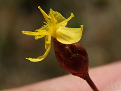 Xyris asperula