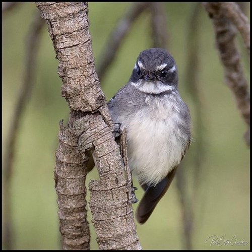 Grey Fantail, Port Phillip Bay, VIC, AU, photo 7 of 10
