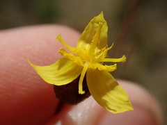 Xyris asperula