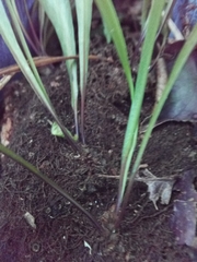 Pleopeltis marginata