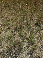 Xyris asperula