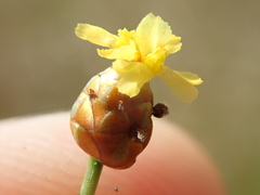 Xyris savanensis