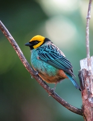 Saffron-Crowned Tanager photo 3