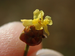 Xyris savanensis