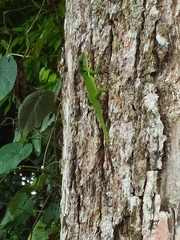 Anolis viridius