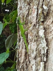 Anolis viridius