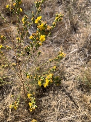 Deinandra mohavensis
