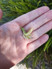 Carmichaelia williamsii