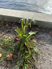 Hymenocallis littoralis