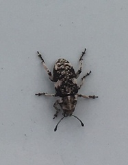 Eudiagogini