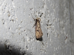 Acrolophus mortipennella