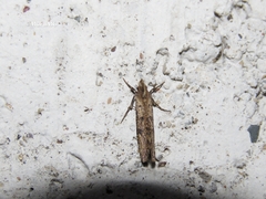 Acrolophus mortipennella