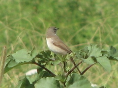 Curruca communis