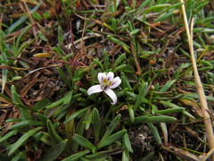 Lobelia oligophylla
