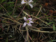Lobelia oligophylla