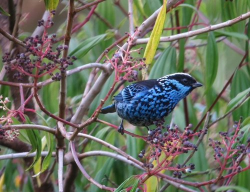 Beryl-spangled Tanager
