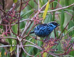 Beryl-Spangled Tanager photo 2