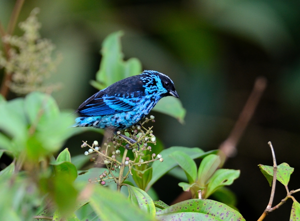 Photos of Beryl-spangled Tanager (Tangara nigroviridis) · iNaturalist