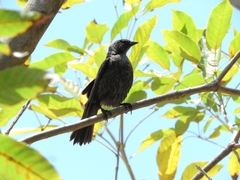 Molothrus bonariensis