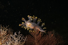 Dendronotus yrjargul