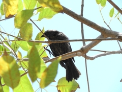 Molothrus bonariensis