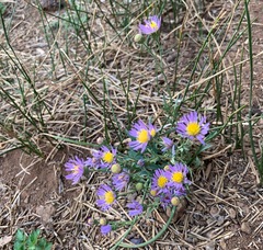 Erigeron breweri breweri