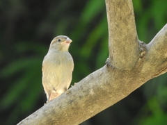 Passer domesticus