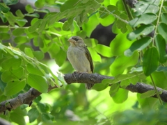Sicalis columbiana