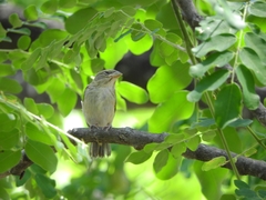 Sicalis columbiana