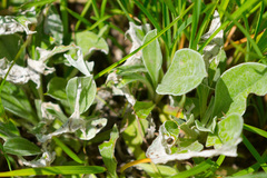 Antennaria neglecta