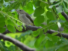 Sicalis columbiana