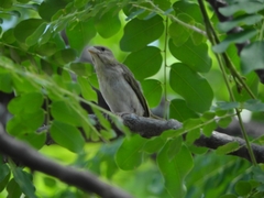 Sicalis columbiana