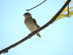Passeriformes