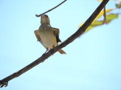 Passeriformes