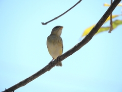 Passeriformes