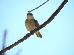 Passeriformes